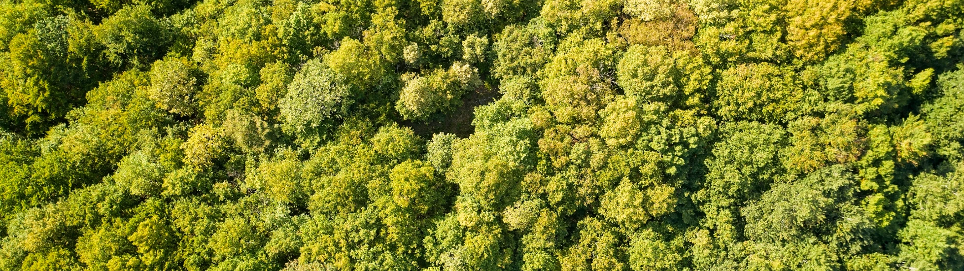  Drone view looking straight down onto a lush, dense forest canopy with varying shades of green and yellow leaves.