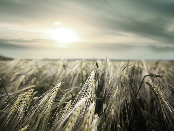 Crops in a field | Atradius